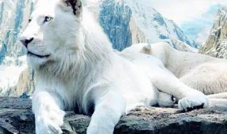 世界上最稀有的狮子